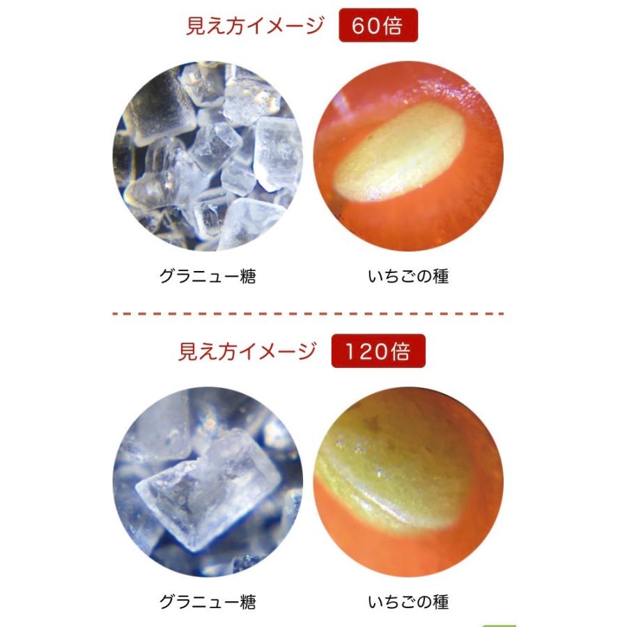 レイメイ ハンディ 《顕微鏡》 ZOOM *ブラック* RXT1143B 自由研究 UVライト付 LEDライト付 自由研究